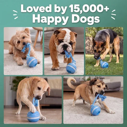 The Chase Buddy Dog Toy